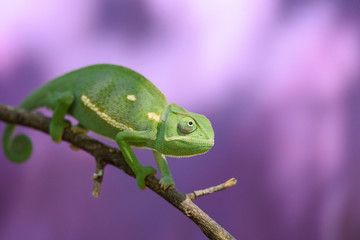 Chameleon (Flap-necked chameleon) in Botswana