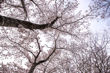 満開の桜