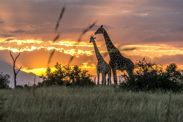 Fototapeta premium Giraffe at sunset in Kruger National Park