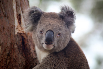 Koala look