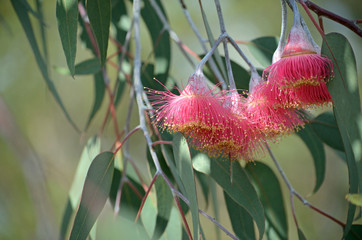 Pink blossoms and grey green leaves of the Australian native mallee tree Eucalyptus caesia, subspecies magna, family Myrtaceae. Common name is Silver Princess. Endemic to south west Western Australia.