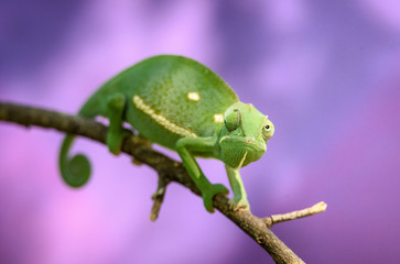 Flap-neck Chameleon