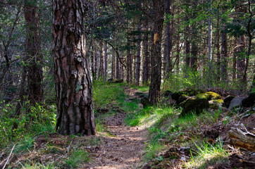 Kiefernwald in den Monts d'Ardeche bei Aizac