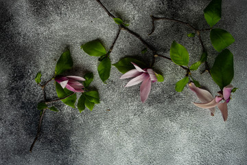 Floral frame with magnolia blooming