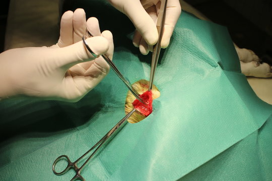 Surgical intervention on dermoid cyst by dog