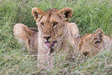 Fototapeta na wymiar young lion eating prey