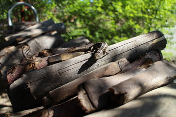 Fototapeta premium European wall lizard – Podarcis muralis
