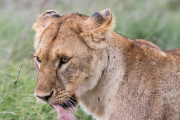 young lion eating prey