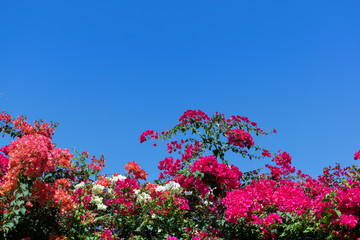 Bougainvillea or Paper Flower on blue sky background.