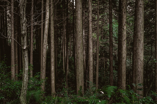 暗い森 © h