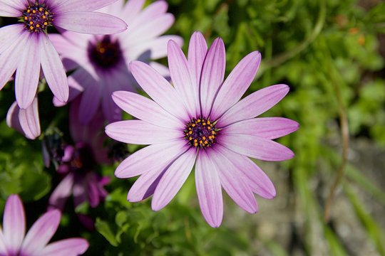 Close up violet purple daisy flower blurred green background