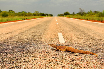Goanna crossing Australian highway