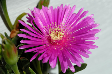 Daisy in the garden in early spring closeup. Shallow depth of field