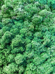 decorative background plants