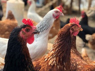 hen head chicken in the farm
