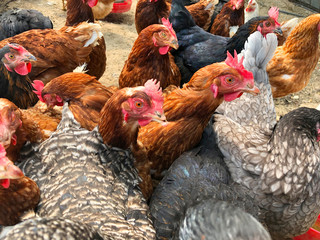 hens in the farm