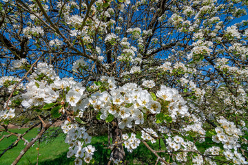 White flowers on a tree in spring