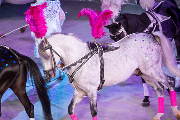 White and black horses on white arena background in circus