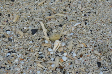 shell and coral on the sand