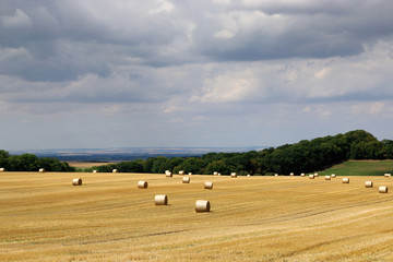 Obraz premium Summer rural landscape with harvesting field, hayrolls, blue sky, trees at the horizon. Sunny morning. 