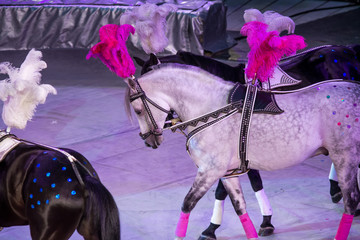 White and black horses on white arena background in circus