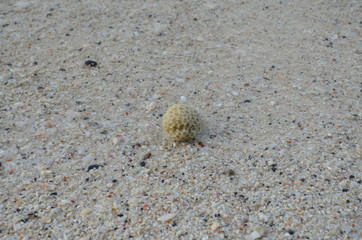 coral on the beach
