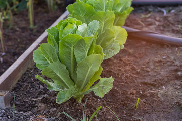 Green Oak Lettuce salad on the ground