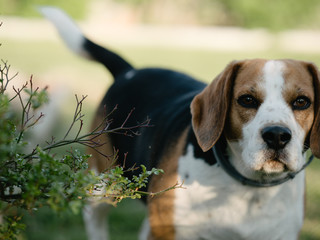 Beagle dog portrait