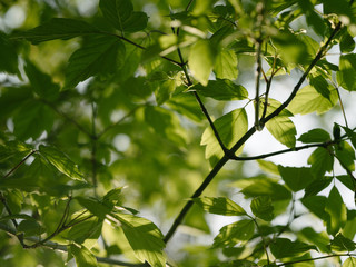 green leaves of tree