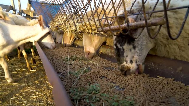 lambs are eating forage in the farm, su02