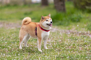 柴犬