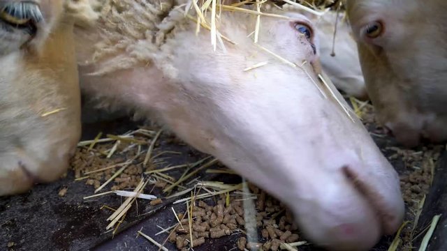 lambs are eating forage in the farm, su02