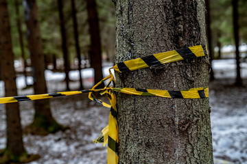 Striped yellow-black ribbon wrapped around a tree in the forest