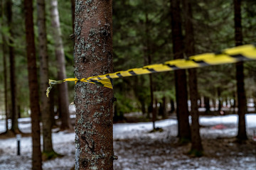 Striped yellow-black ribbon wrapped around a tree in the forest