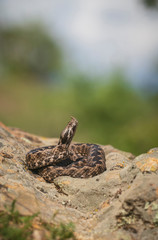 Horn nosed viper, Vipera ammodytes