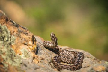 Horn nosed viper, Vipera ammodytes
