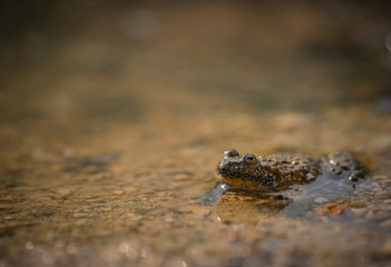 Yellow bellied toad, Bombina variegata