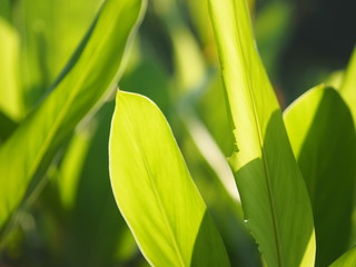 Green leaves nature background