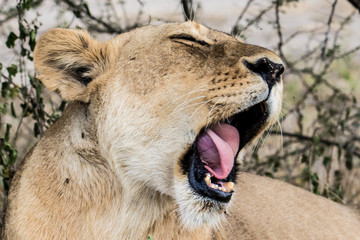 portrait of a lion face