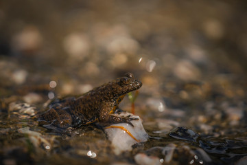 Yellow bellied toad, Bombina variegata