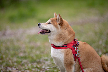 柴犬