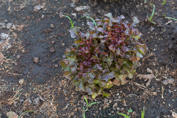 red Oak Lettuce salad on the ground