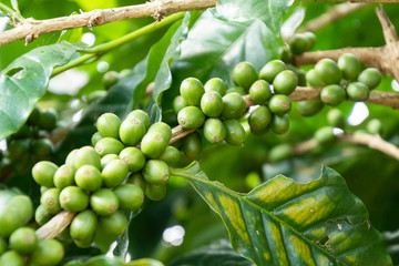 Coffee bean in coffee tree plantation.Fresh green berry of coffee in organic farm. ( selective focus )