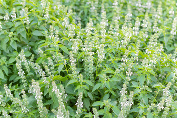 Ocimum , hoary basil or lemon basil plant
