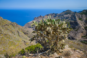 Fantastic view of the coast in the Anaga peninsula. Tenerife. Canary Islands. Spain