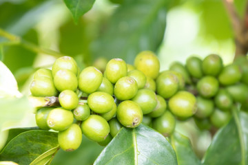 Coffee bean in coffee tree plantation.Fresh green berry of coffee in organic farm. ( selective focus )