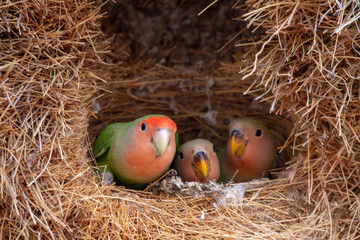 lovebird national parks of namibia between desert and savannah