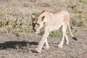 young lion walking in the savannah