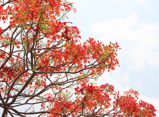 red peacock flower on white background
