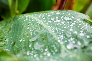 Water drops mass on green leaf closeup. Exotic garden after rain in wet season in tropics. Fresh...